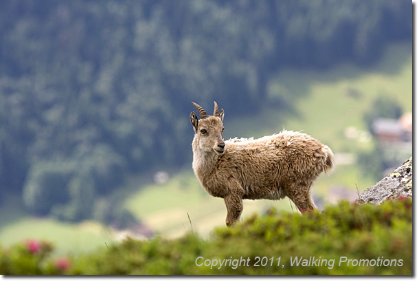 Tour de Mont Blanc, Tre-Le-Champ - Le Brevent